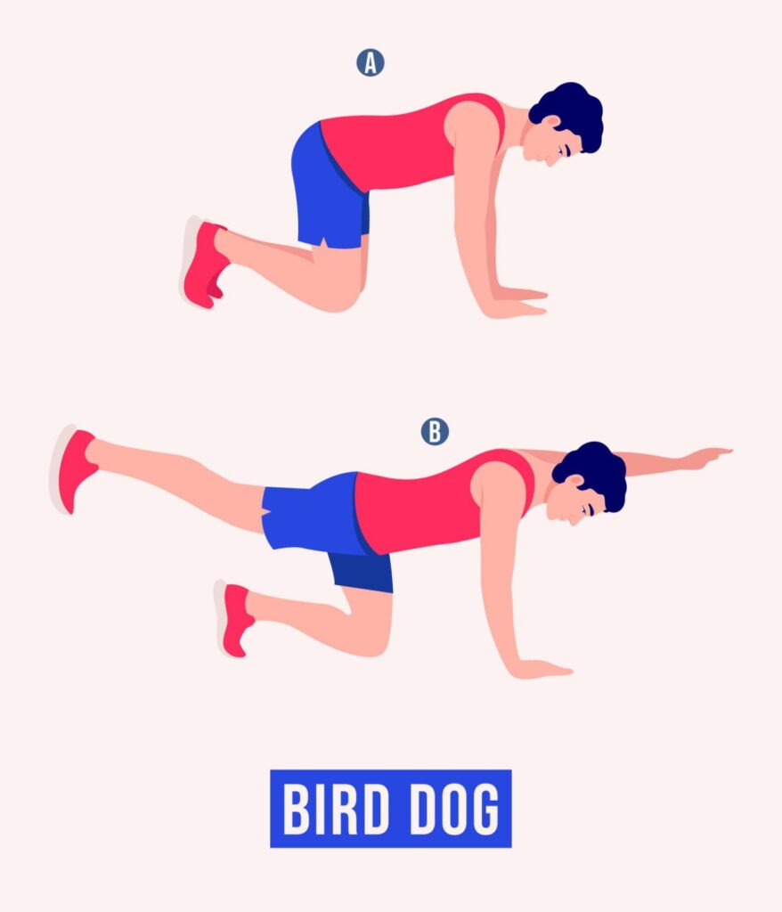 Hunden Fågel övning för bättre bålstabilitet